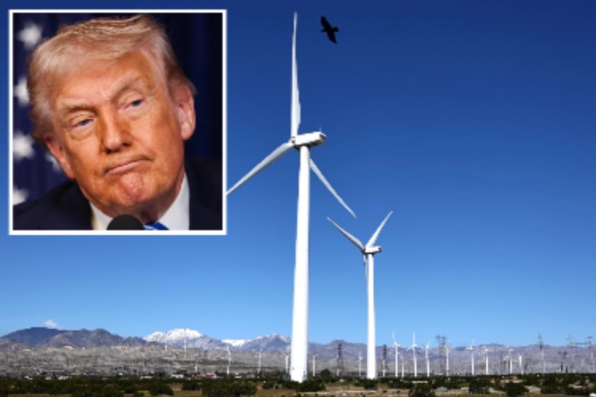 Trump again appears to misidentify bird species in series of ranting social posts about wind turbines: ‘Eagles going down!’